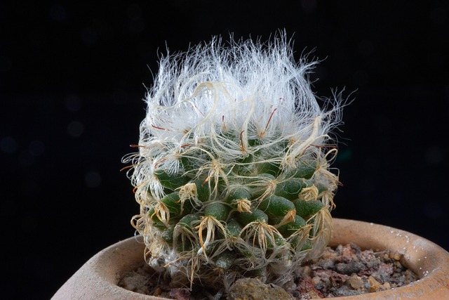 Suculento, Maceta, Planta