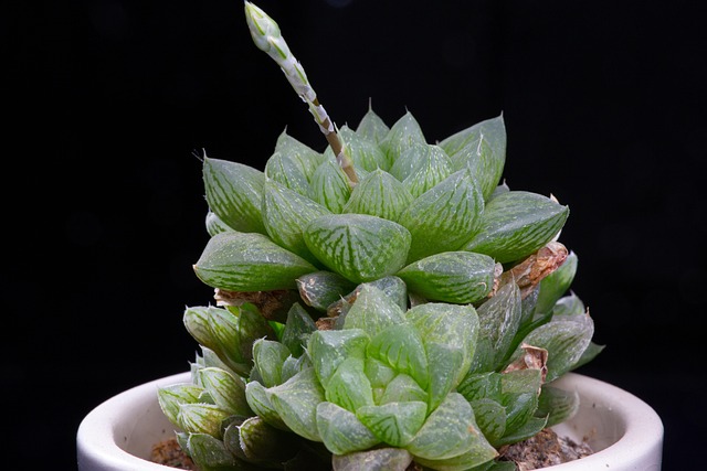 Plantas Suculentas, Plantas Verdes, Flor