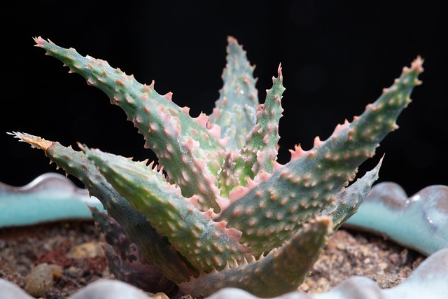 Plantas Suculentas, Plantas Verdes, Flor