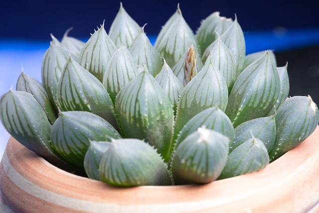 Suculento, Maceta, Planta
