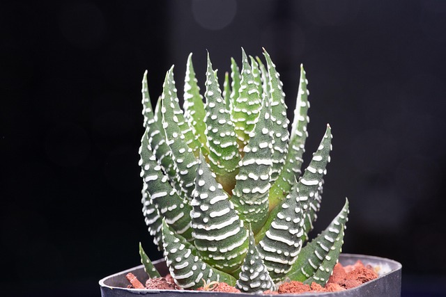 Suculento, Maceta, Planta