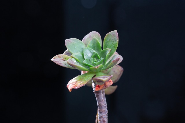 Plantas Suculentas, Plantas Verdes, Flor