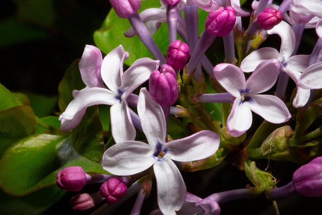 Plantas Verdes, Flor, Hierba
