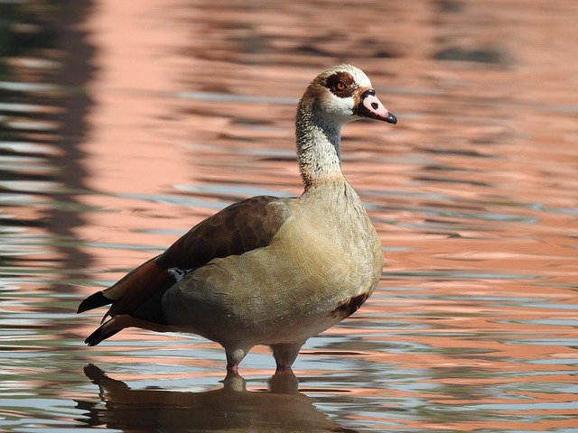 Free Duck Water photo and picture