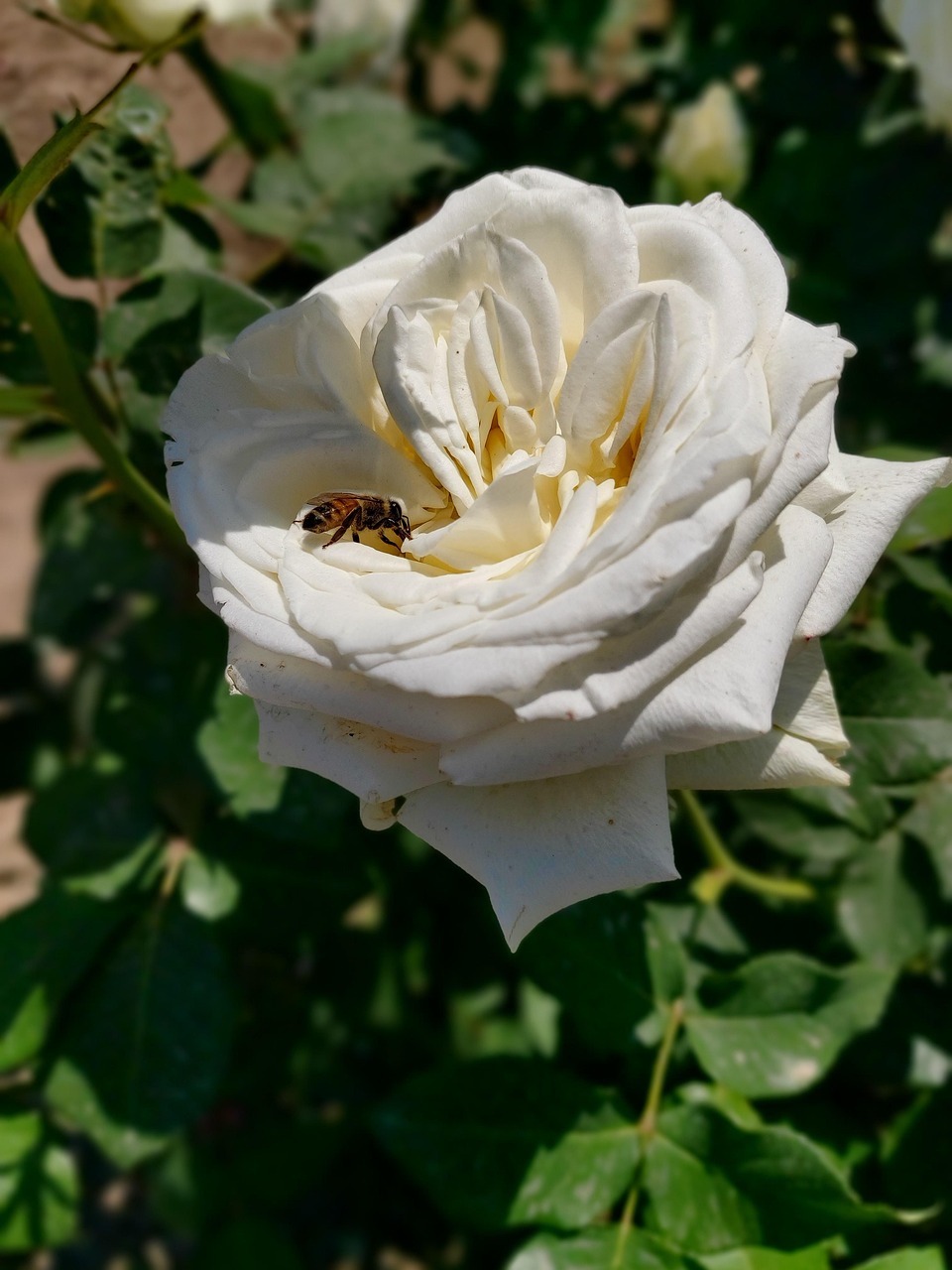 Rose Bee Pollinate - Free photo on Pixabay