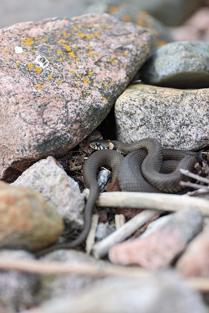 Free Snake Animal photo and picture