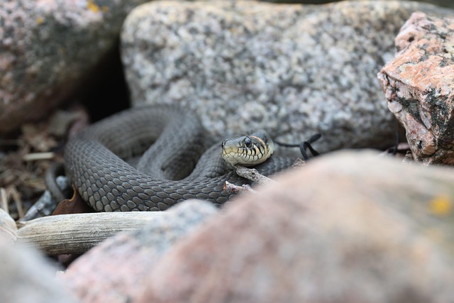 Free Snake Reptile photo and picture