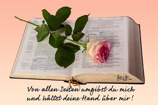 Free Bible Rose photo and picture