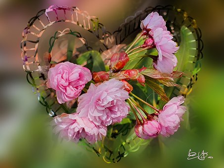 Free Cherry Blossom Heart photo and picture
