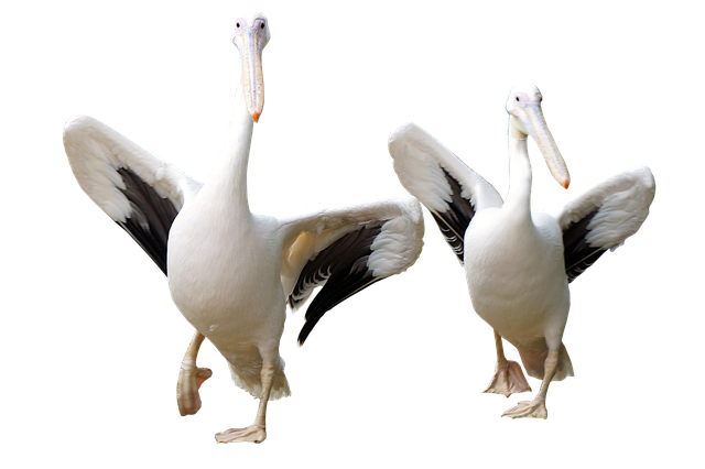 Free pelicans birds wildlife illustration