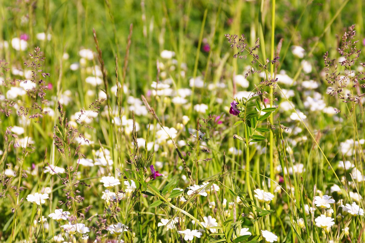 Flowers Grass Wildflowers Free Photo On Pixabay Pixabay