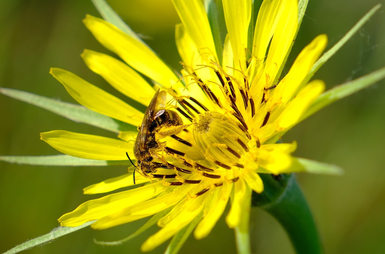 Bee Yellow Flower Pollen - Free photo on Pixabay - Pixabay