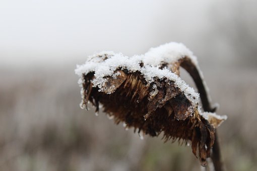 Flor, Girasol, Hielo, Congelado, Nieve