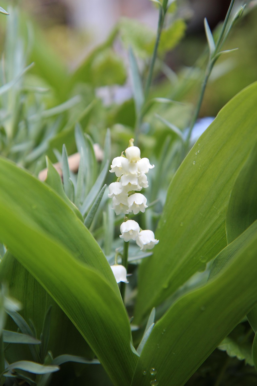 Lily Of The Valley Flowers Plant - Free photo on Pixabay