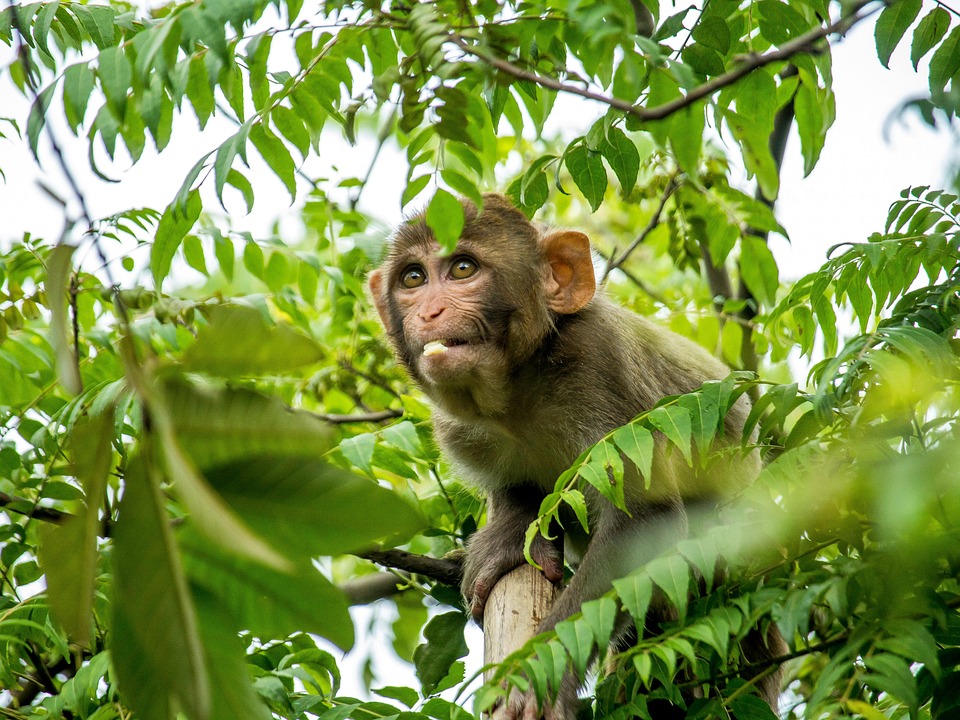 Monkey Trees Primate Wild Free photo on Pixabay Pixabay