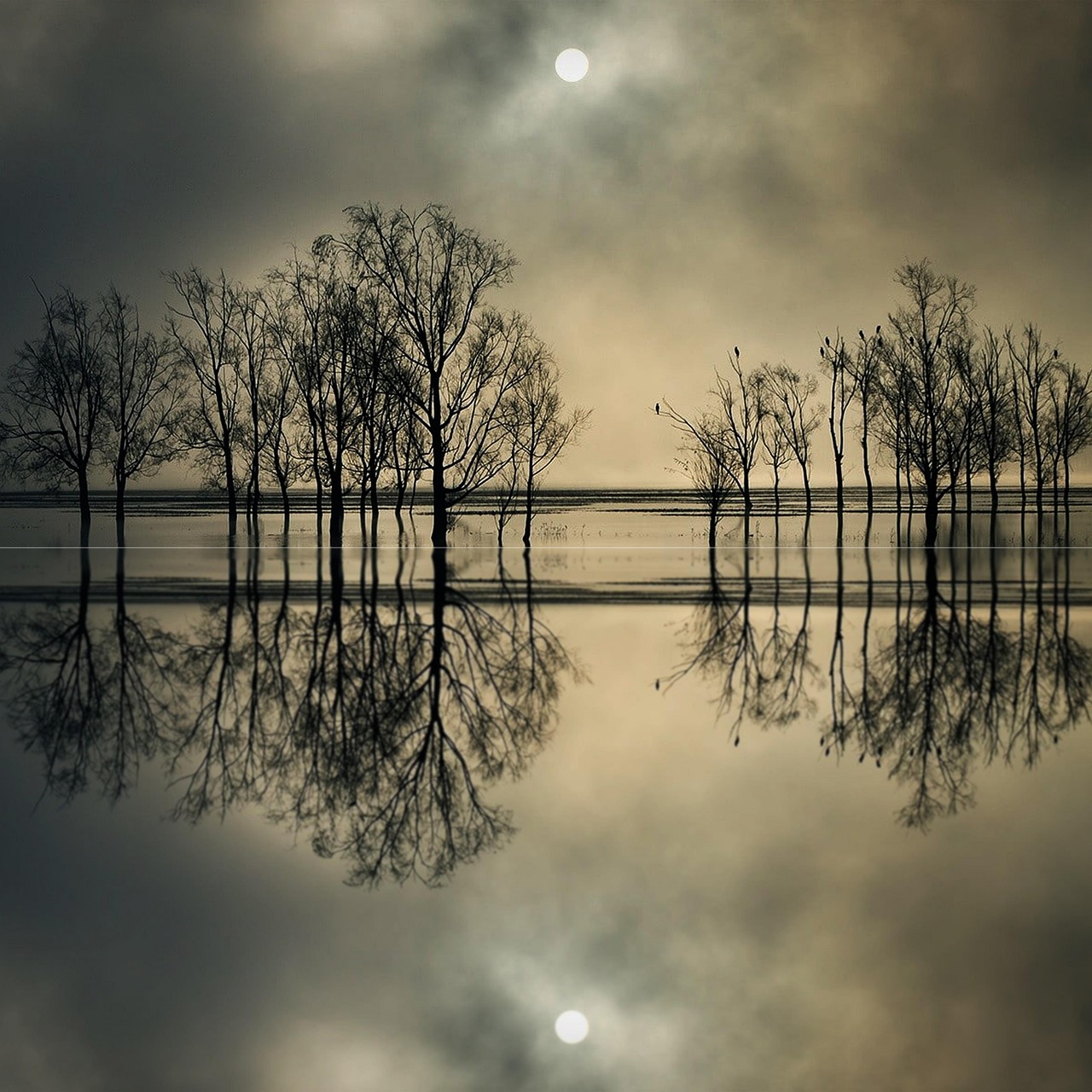 暮光之城 剪影 树 - Pixabay上的免费照片 - Pixabay