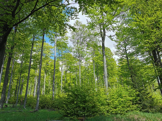 Trees In Forest Trees Forest Forests - Free photo on Pixabay - Pixabay