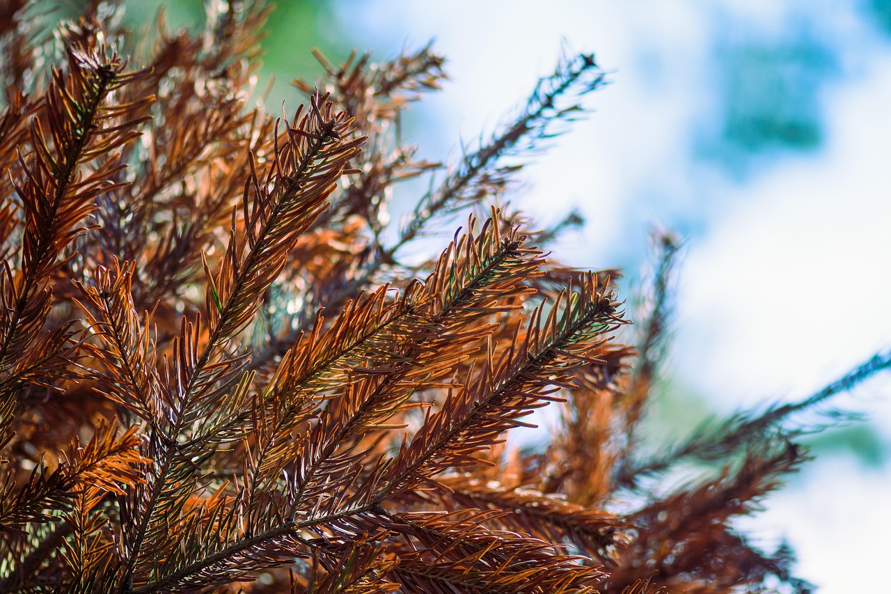 200+ Free Dying & Nature Images Pixabay