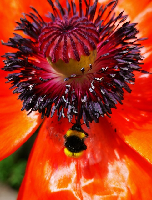 Papoula, Abelha, Vermelho, Flor, Insetos