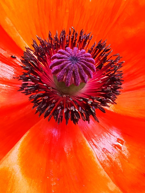 Papoula, Vermelho, Flor, Tolet, Natureza
