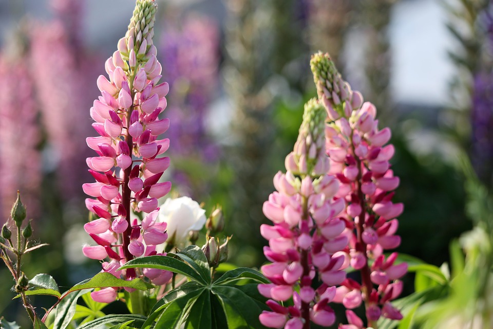 Pinke Blumen Namen