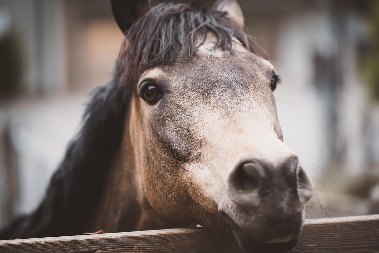 Kuda Poni Kepala - Foto gratis di Pixabay - Pixabay