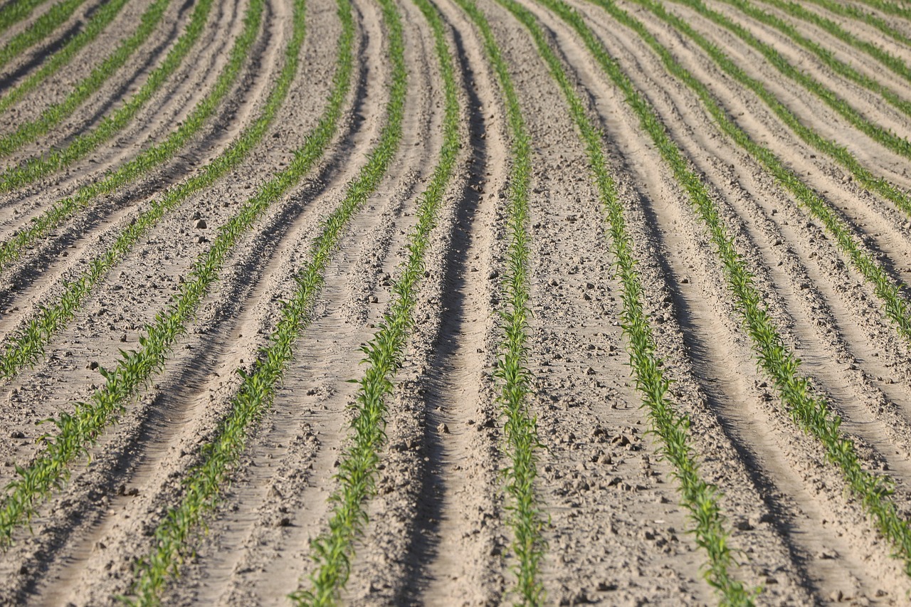 Young Corn Rows Agriculture Plant - Free photo on Pixabay - Pixabay