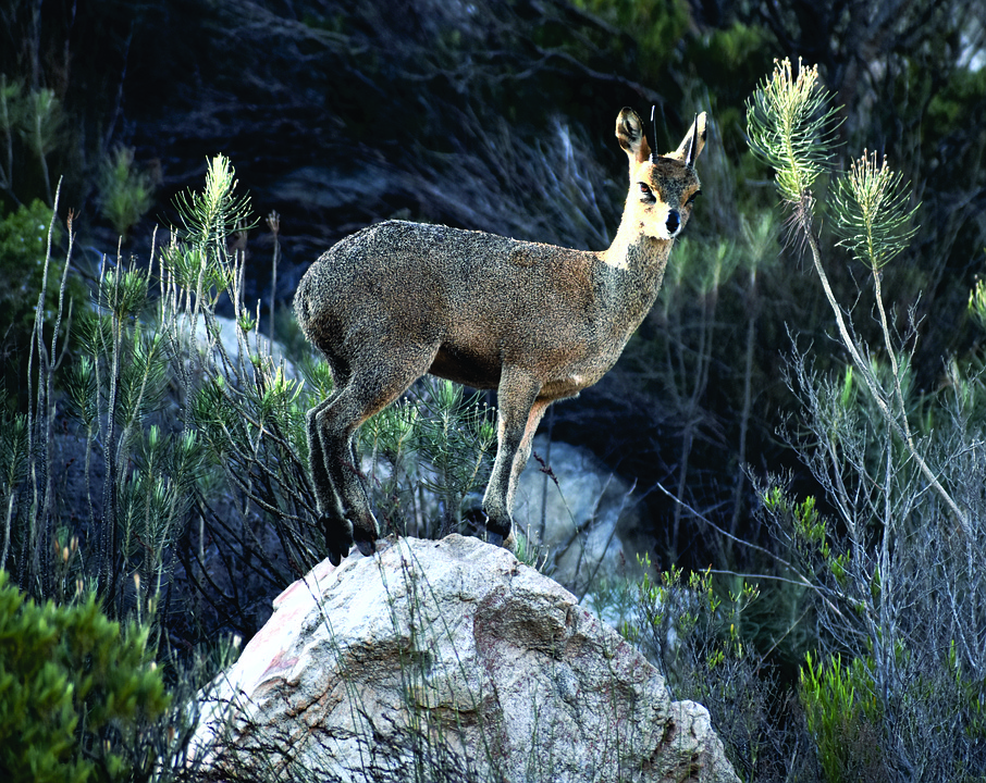 Klipspringer Antelope Animal Small Free Photo On Pixabay Pixabay klipspringer-antelope-animal-small-free-photo-on-pixabay-pixabay