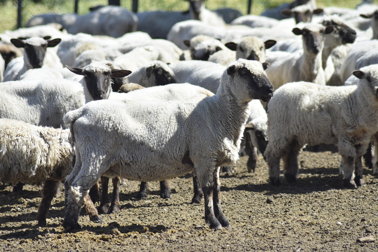 Group Flock Lambs Free photo on Pixabay Pixabay