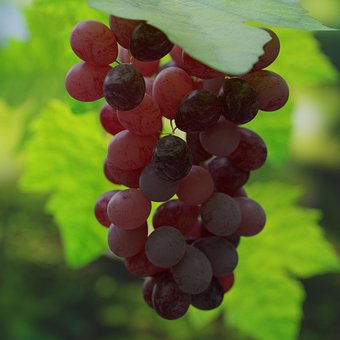 Free Grape Uva photo and picture