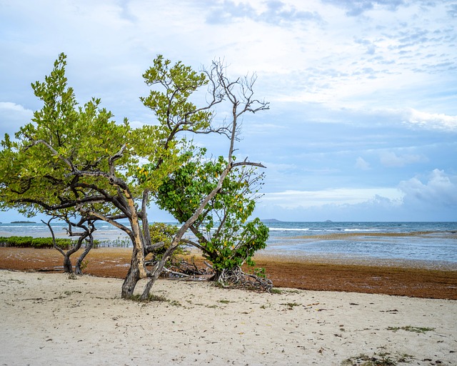 Praia, Areia, Mar, Natureza, Costa
