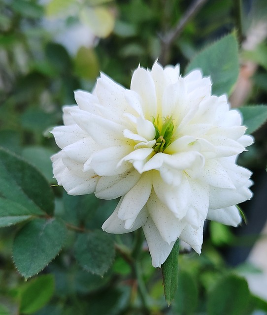 Hvid Rose, Rose, Rosa X Alba