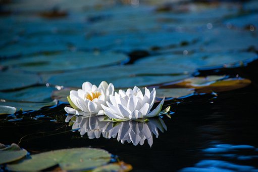 Free Lily Pads Lily photo and picture