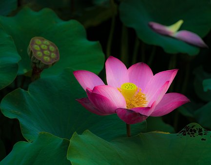 Lotus, Bloem, Bloem Achtergrond
