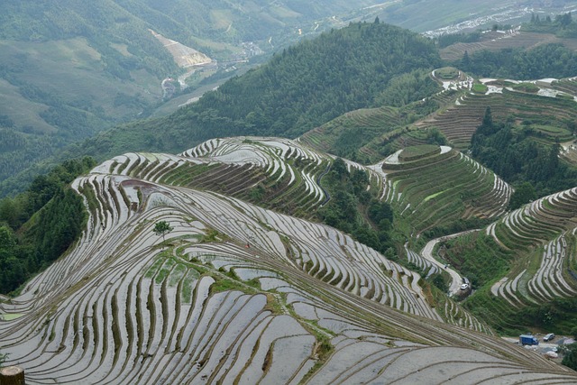 Free China Paddy Fields photo and picture