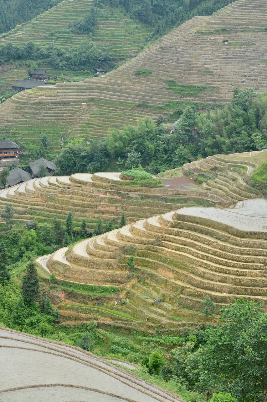 Free China Paddy Fields photo and picture