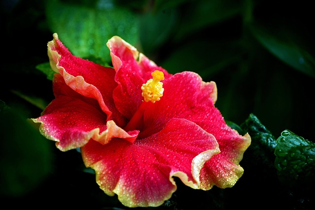 Page 30 - 4,000+ Free Hibiscus & Nature Images - Pixabay