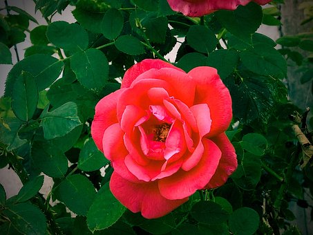 Free Roses In The Garden Rose photo and picture