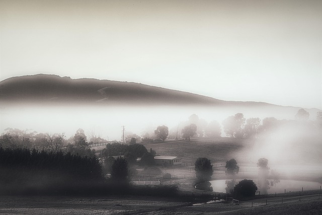 Free Mist Fog photo and picture