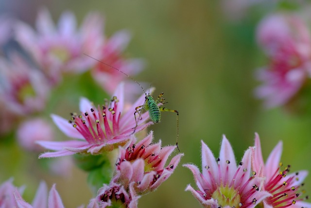 Free Fiower Flower photo and picture