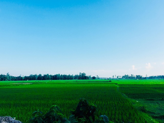 Free Blue Sky Trees photo and picture