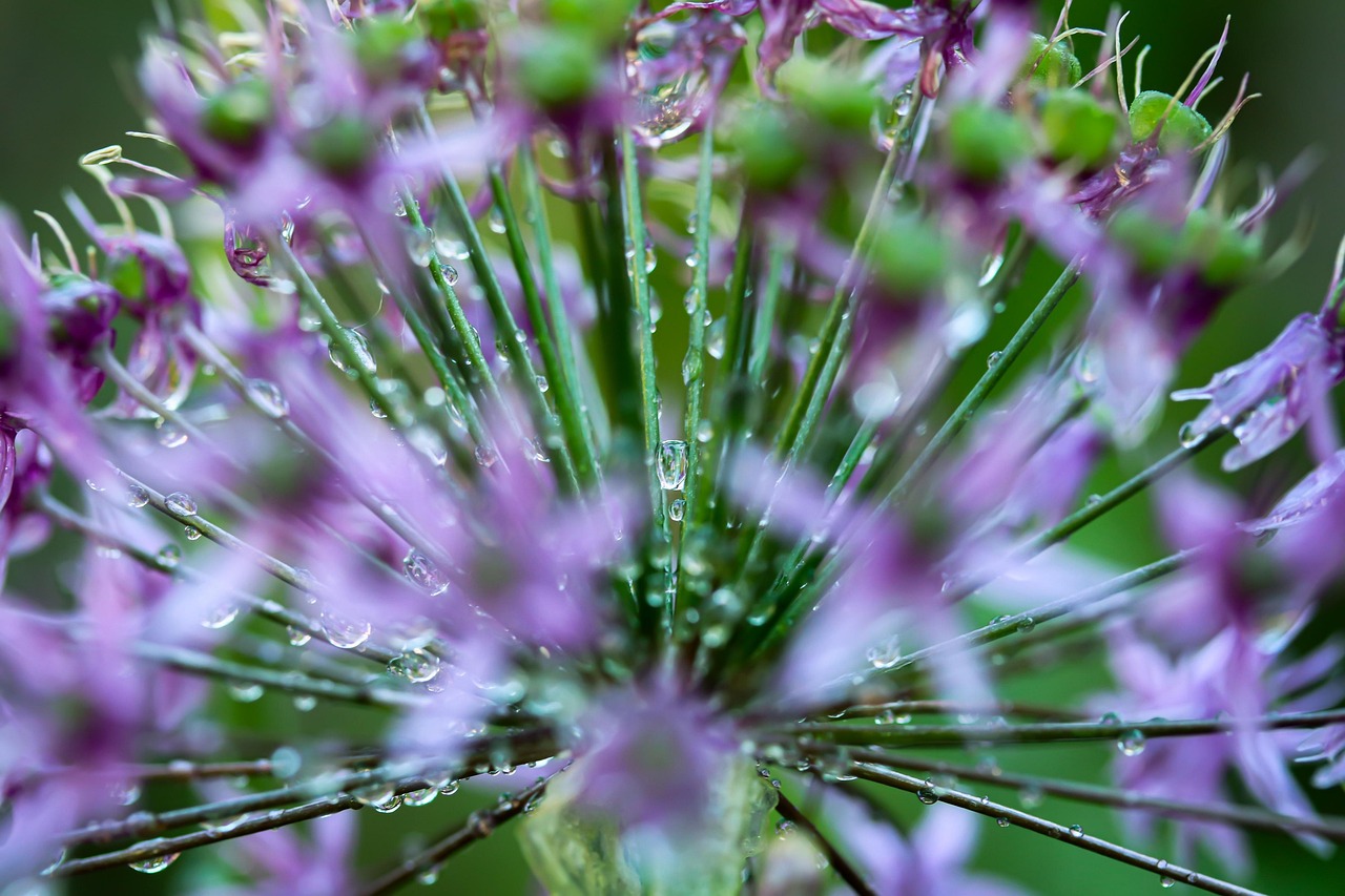 Flower Drops Waterdrop Free photo on Pixabay Pixabay