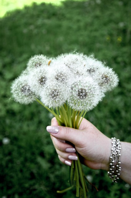 Boeket, Paardebloemen, Bloemen