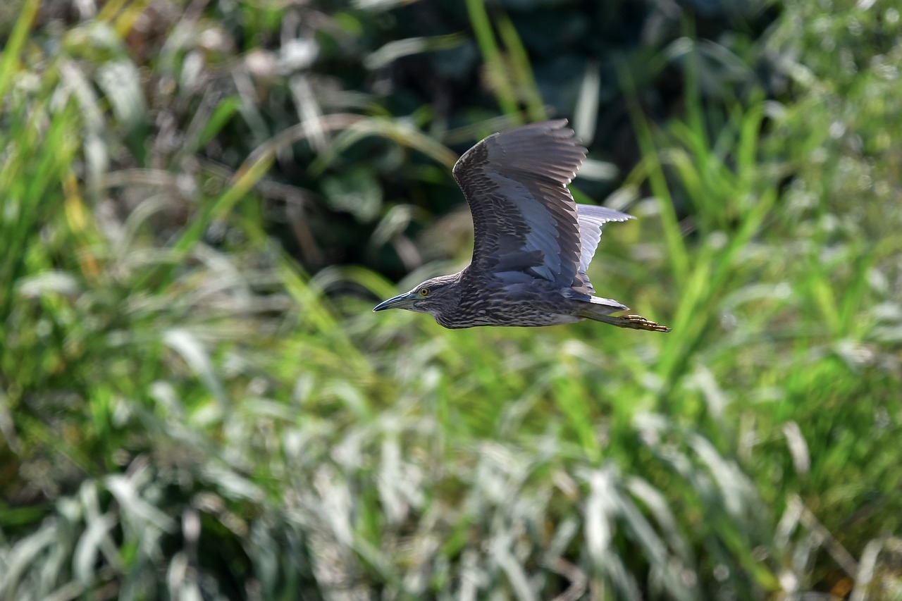 動物 鳥 アオサギ - Pixabayの無料写真 - Pixabay
