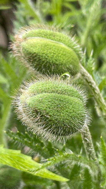 Måne, Blomstre, Sommer, Flora, Blomst