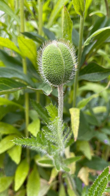 Måne, Blomstre, Sommer, Flora, Blomst