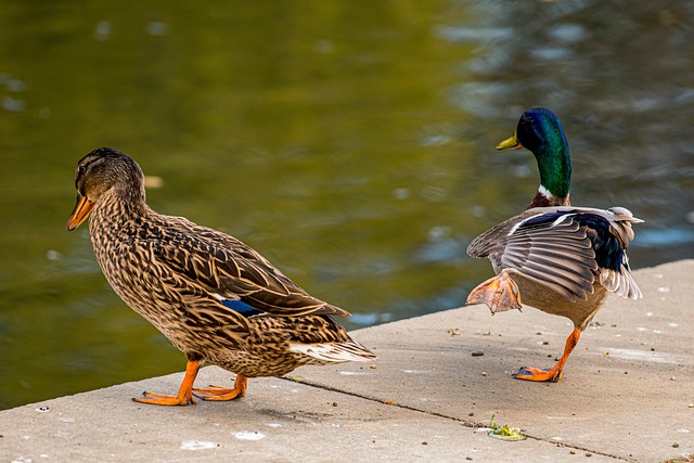 Ducks Mallards Birds - Free photo on Pixabay - Pixabay