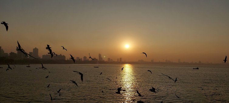 Free Morning Birds photo and picture