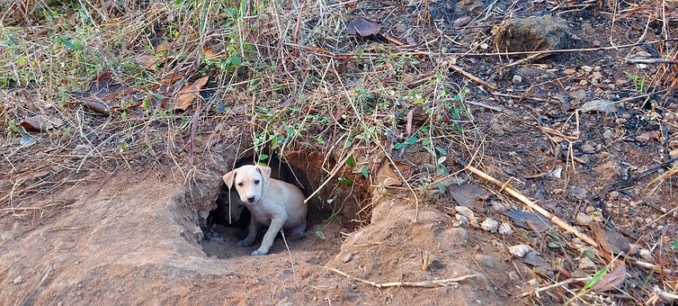 Free Puppy Cute photo and picture