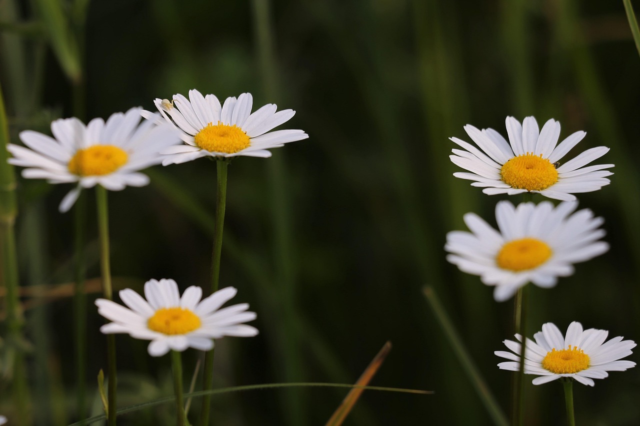 Daisies White Oxeye Free photo on Pixabay Pixabay